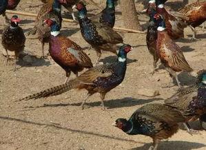 山鸡鱼爆料老视频,老视频中的惊人爆料回顾  第3张